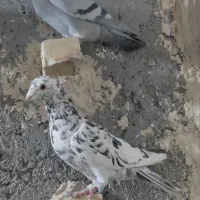 کفتر بوم هفرنگ سبز پلاکی|پرنده|مشهد, کوشش|دیوار