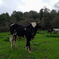 گاو دورگ محلی