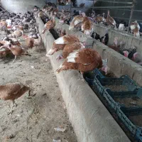 بو قلمون نر و ماده عمده و تکی