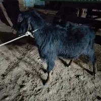 بز نر گوشتی