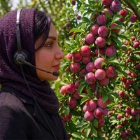 فروش نهال آلو اختری در مشهد، لیبل‌دار و شناسه‌دار