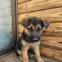 ژرمن شپرد|سگ|اصفهان, فیض|دیوار