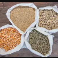 خوراک مرغ تخمگذار
