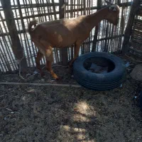 حیوانات|حیوانات مزرعه|شمیل, |دیوار