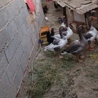 فروش غاز