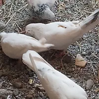 کفتر جفت شش صد مفت