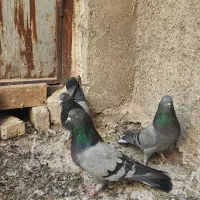 کبوتر سبز پرودولا نروماده|پرنده|بروجن, |دیوار