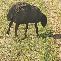 بره نر وبره ماده