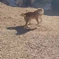 سگ رسمی|سگ|سجاس رود, |دیوار