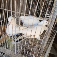 کبوتر|پرنده|اصفهان, شاهزاده ابراهیم|دیوار