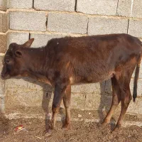 گوساله ماده