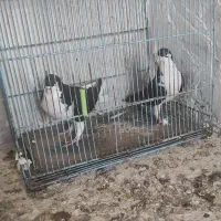 خوشرنگ سیاه