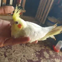 فروعروس سرلاکی