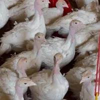 جوجه بوقلمون بیوتی ۲۰روزه|حیوانات مزرعه|مشهد, امیرآباد|دیوار