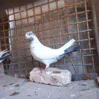 کفتر خالگرد|پرنده|شهرکرد, |دیوار