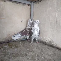 کفتر پرشی سو قدیم کاشان|پرنده|کاشان, مصلی|دیوار