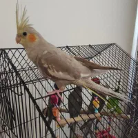 عروس هلندی دستی و باهوش و خوشگل