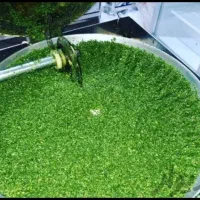 سبزی خرد شده ،سرغ شده شمالی، تهرانی|خوردنی و آشامیدنی|تهران, تهرانسر غربی|دیوار