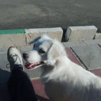 سگ شیتزو مالتیز|سگ|قرچک, محمد آباد|دیوار