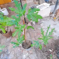 نهال انجیر|گل و گیاه طبیعی|کازرون, |دیوار