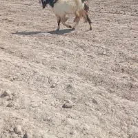 فروش پازن خوب دورگ جوان داشتی|حیوانات مزرعه|لامرد, |دیوار