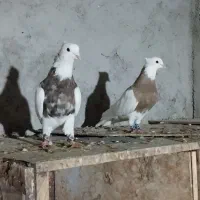 کبوتر طوقی وپلاکی|پرنده|جم, |دیوار