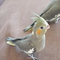 جوجه سرلاکی عروس هلندی|پرنده|اردبیل, |دیوار