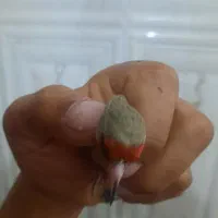 سهره سقا|پرنده|کرمان, |دیوار