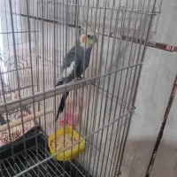 عروس هلندی نر|پرنده|مرودشت, سهل‌آباد|دیوار