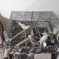 چهارتا عروس هلندی سخنگو