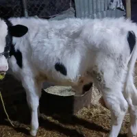 گوسالهگوشتی|حیوانات مزرعه|هندمینی, |دیوار