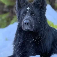 سگ ژرمن بلک