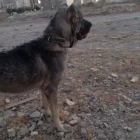 توله سرابی اصیل نوه هوزی|سگ|تهران, جیحون|دیوار