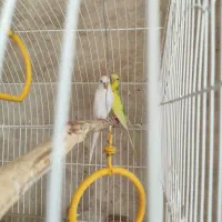 دو عدد مرغ عشق ماده