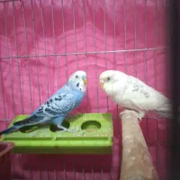 مرغ عشق دستی