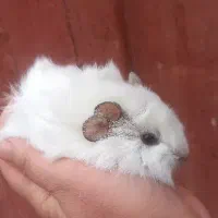 خوکچه هندی|موش و خرگوش|مشهد, موعود|دیوار