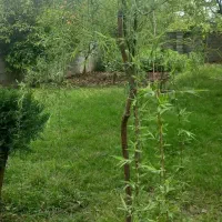بید مجنون از یه متر به بالا  رشت بخش شهر سنگر|گل و گیاه طبیعی|سنگر, |دیوار