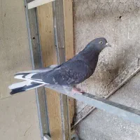 کبوتر پرشی یجایی|پرنده|شهریار, شهرک بهاران (ویره)|دیوار