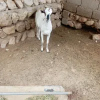 کیسه صومالی|حیوانات مزرعه|بندرعباس, |دیوار