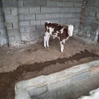 گوساله نر|حیوانات مزرعه|ساری, |دیوار