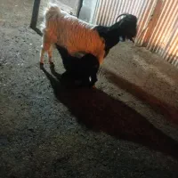 بز بابزغاله