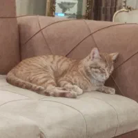 واگذاری گربه