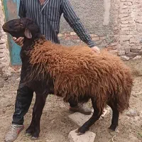 قوچ همو
