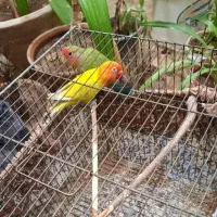 کوتوله برزیلی جفت نر و ماده