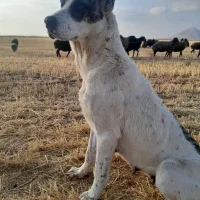 ماده خرسانی|سگ|شاهنجرین, |دیوار