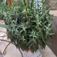 گل گندمی بادوام و زیبا|گل و گیاه طبیعی|کرج, شهرک سهرابیه|دیوار