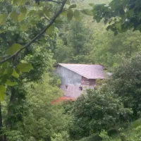 دامداری فوری فوری|فروش دفتر صنعتی، کشاورزی، تجاری|کلاچای, |دیوار