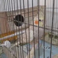 یک جفت عروس هلندی با قفس و لونه