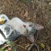 گربه نر|گربه|خوشاب, |دیوار