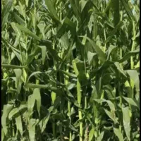 فروش ذرت علوفه ای|عمدهفروشی|بهمن صغاد, |دیوار